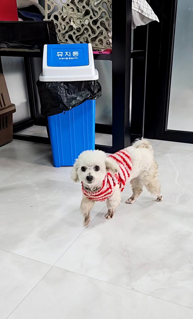 보호중 비숑 프리제…